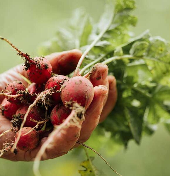 organic10 organic10