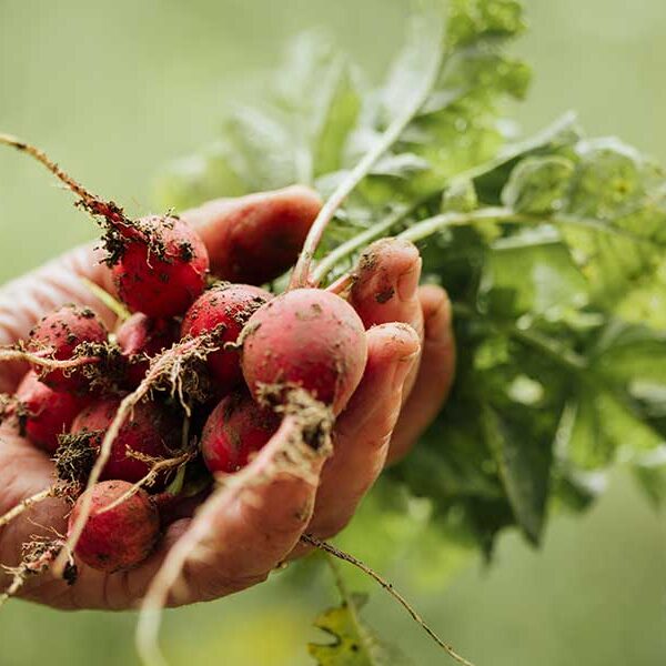 organic10 organic10